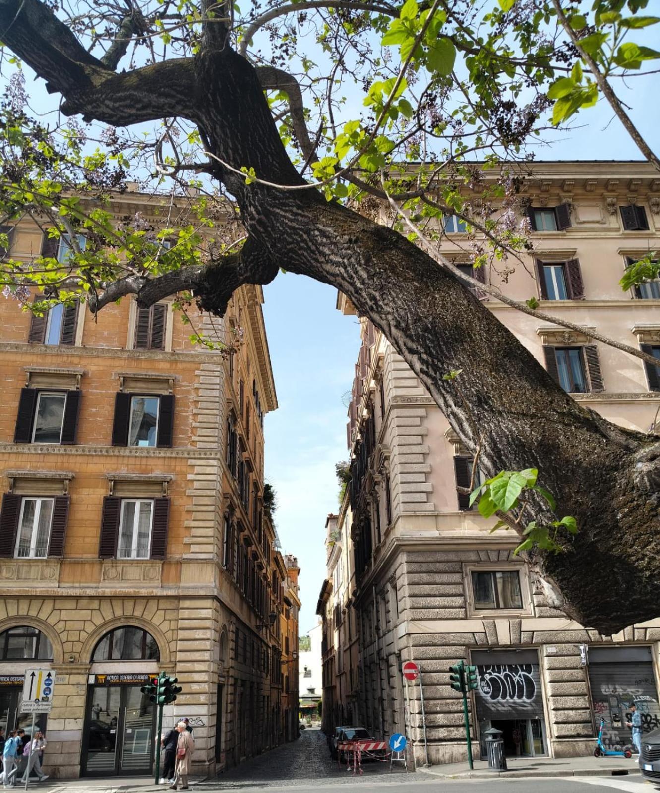 Vatican Near Sweet Home Terrace Roma Esterno foto